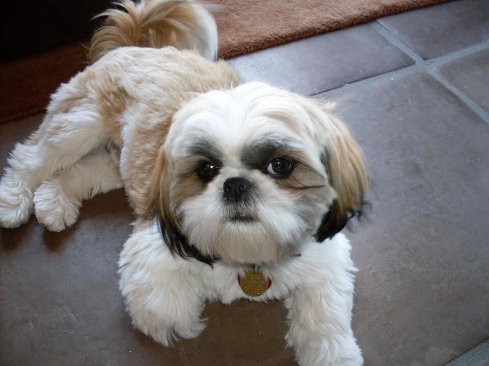 #10. Shih tzu